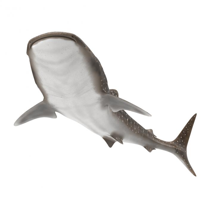 3D Whale Shark Pose 2 model