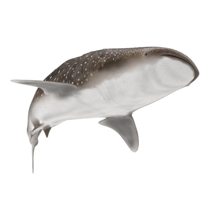 3D Whale Shark Pose 2 model