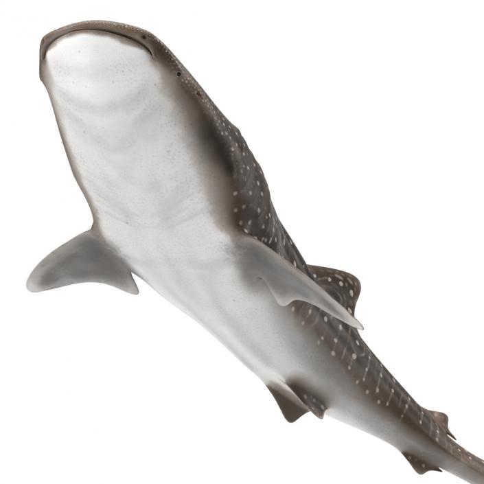 3D Whale Shark Pose 2 model