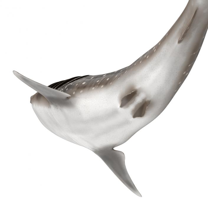 3D Whale Shark Pose 2 model