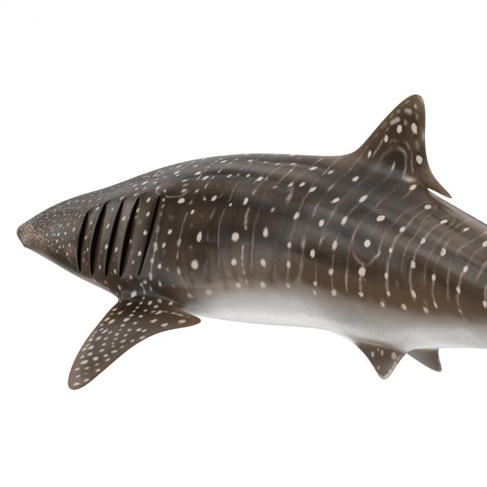 3D Whale Shark Pose 2 model