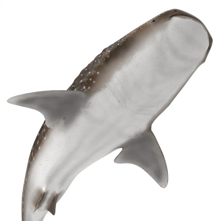 3D Whale Shark Pose 2 model