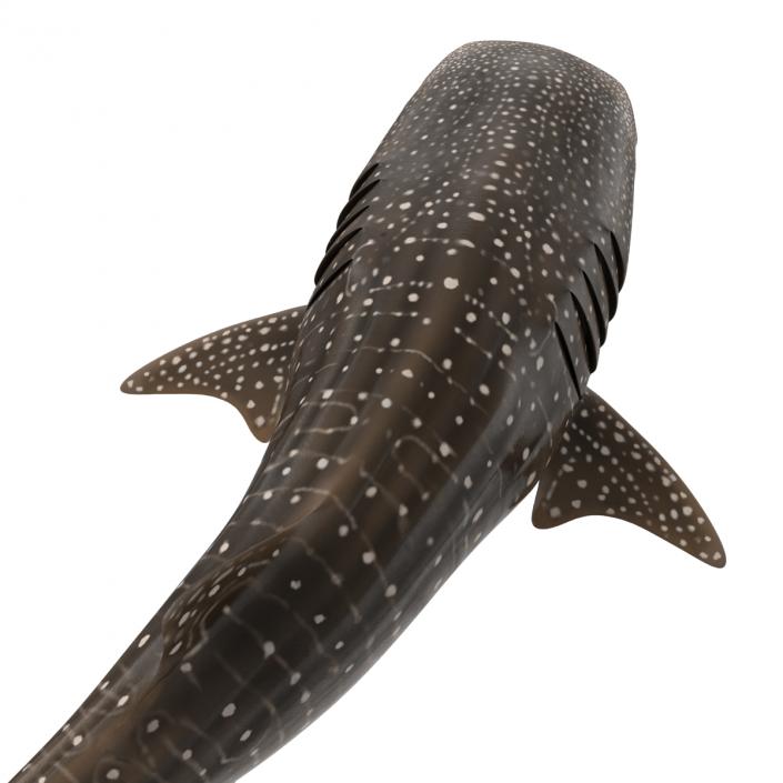 3D Whale Shark Pose 2 model