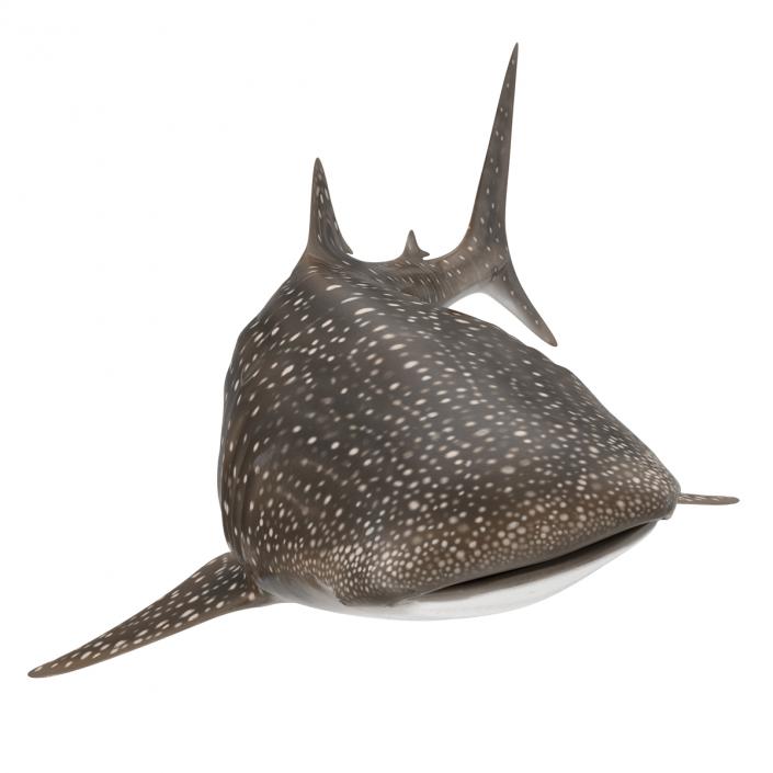 3D Whale Shark Pose 2 model