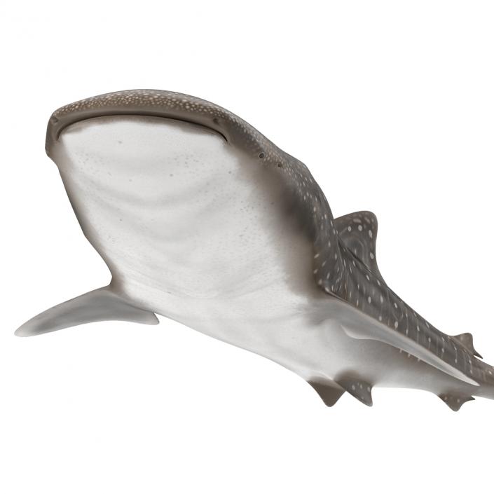 3D Whale Shark Pose 2 model