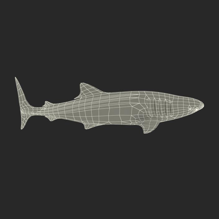 3D Whale Shark Pose 2 model