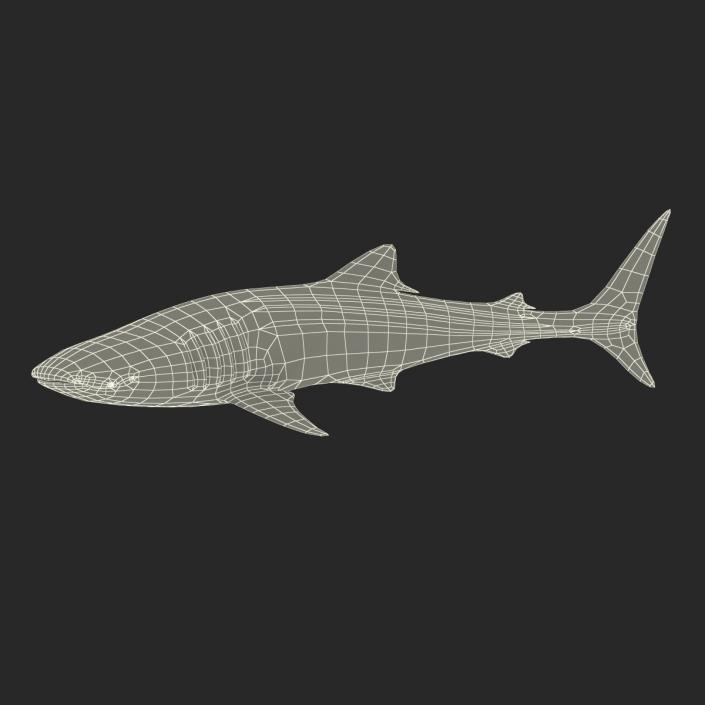 3D Whale Shark Pose 2 model