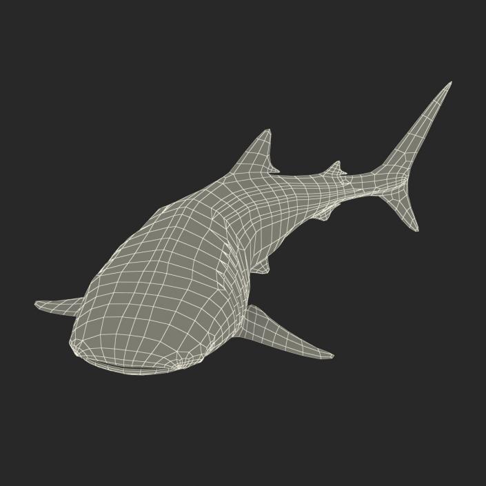 3D Whale Shark Pose 2 model