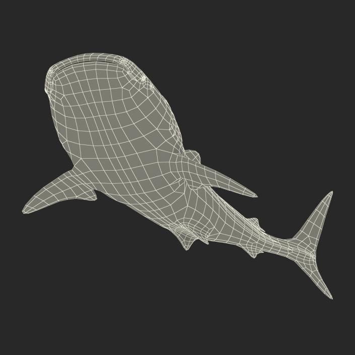 3D Whale Shark Pose 2 model