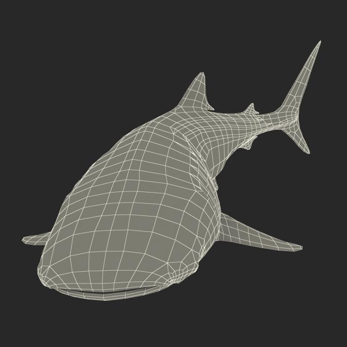 3D Whale Shark Pose 2 model