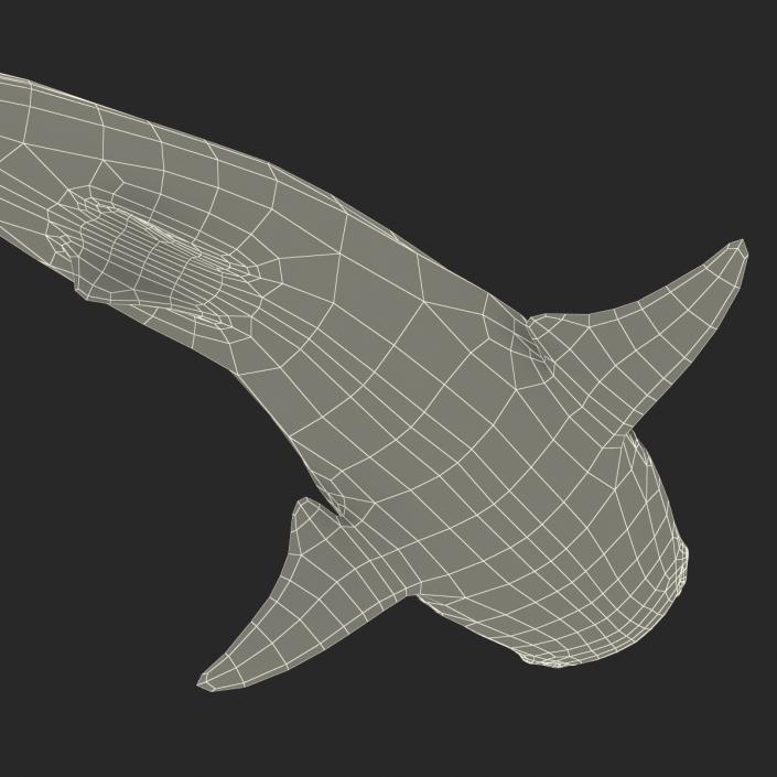 3D Whale Shark Pose 2 model