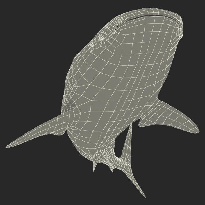 3D Whale Shark Pose 2 model