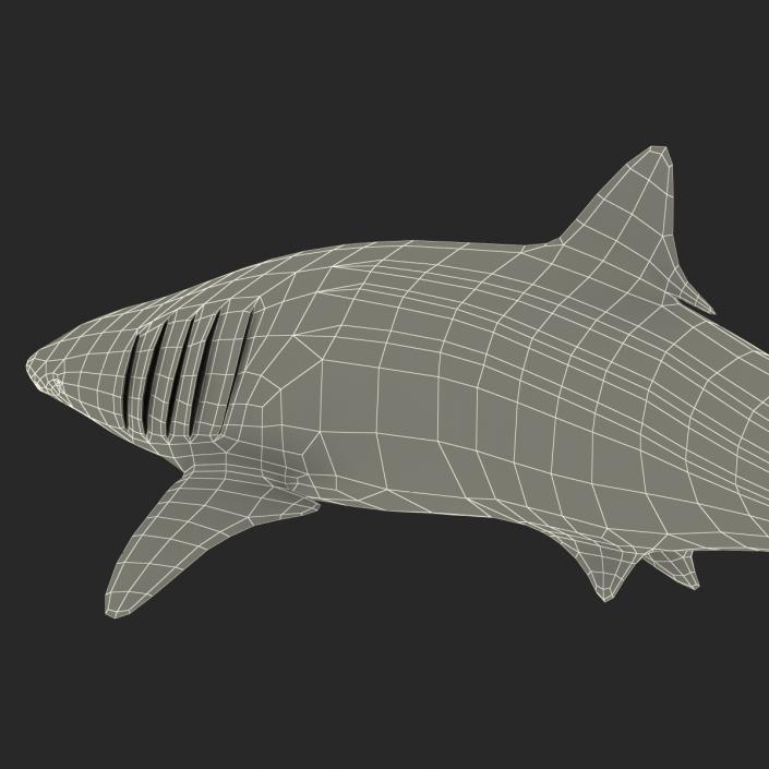 3D Whale Shark Pose 2 model