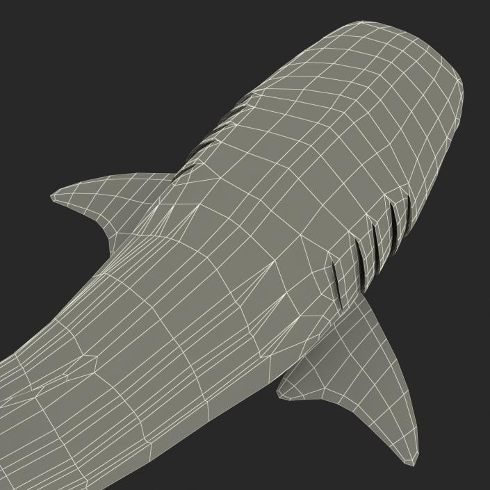 3D Whale Shark Pose 2 model