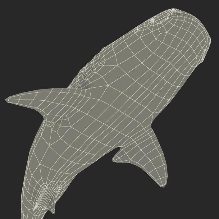 3D Whale Shark Pose 2 model