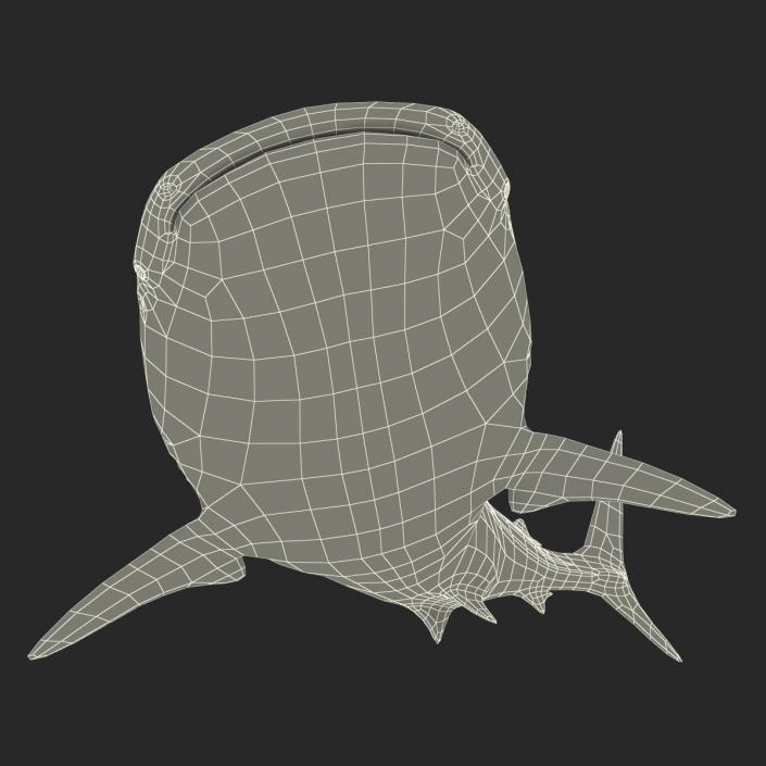 3D Whale Shark Pose 2 model