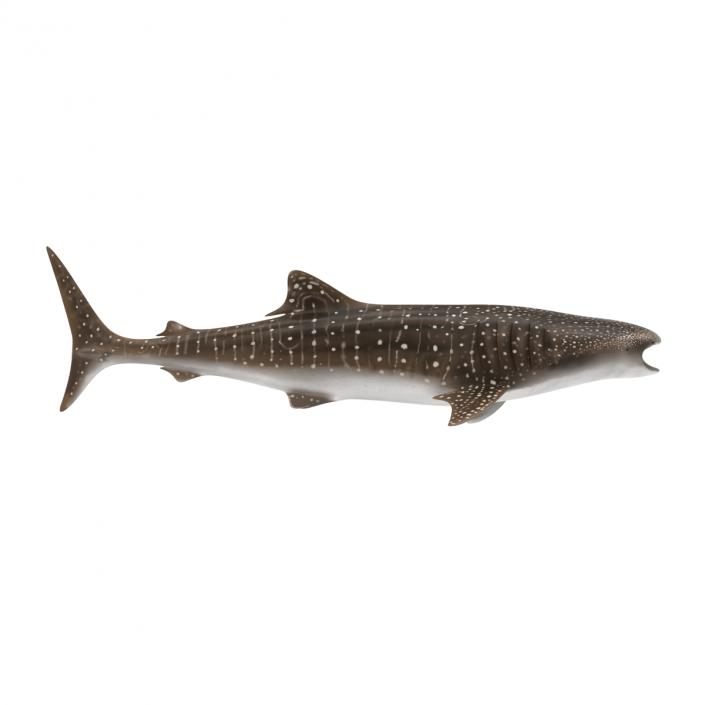 3D Whale Shark Pose 3 model