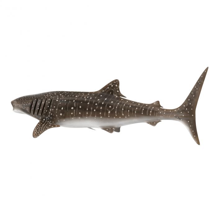 3D Whale Shark Pose 3 model