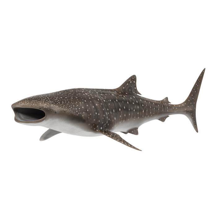 3D Whale Shark Pose 3 model