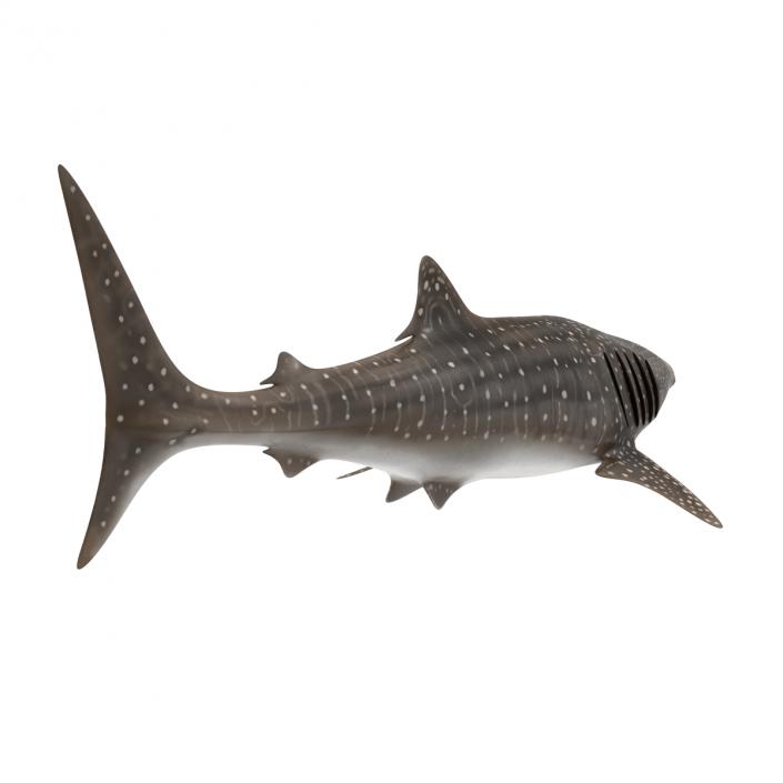 3D Whale Shark Pose 3 model