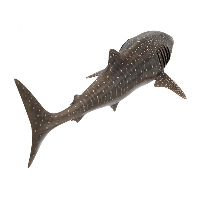 3D Whale Shark Pose 3 model