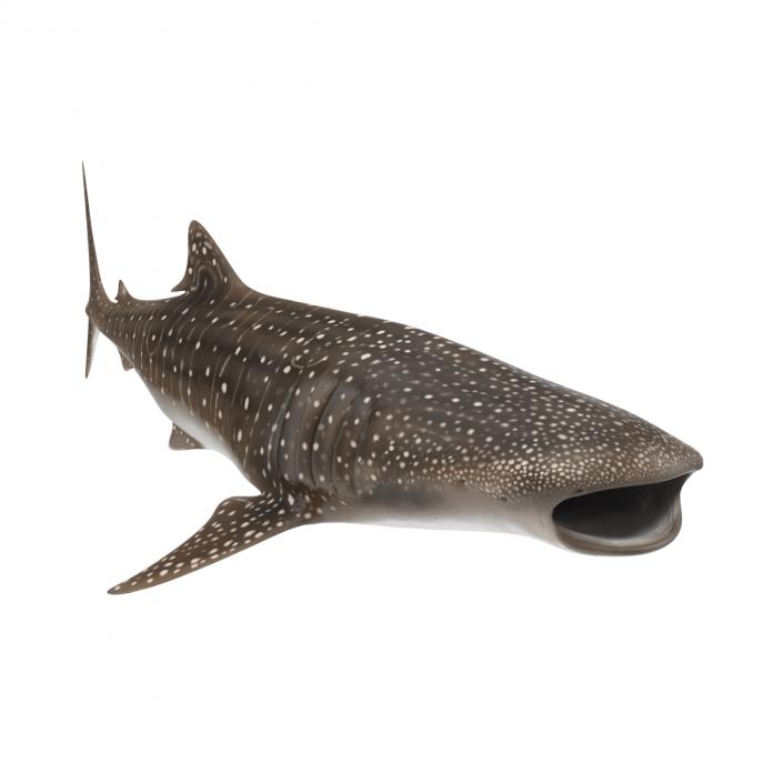 3D Whale Shark Pose 3 model