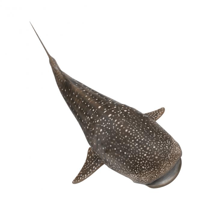 3D Whale Shark Pose 3 model