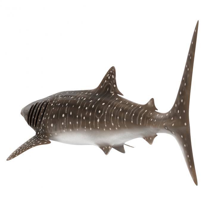 3D Whale Shark Pose 3 model