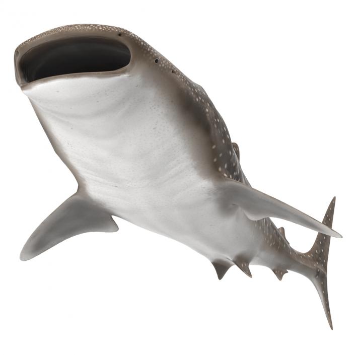 3D Whale Shark Pose 3 model