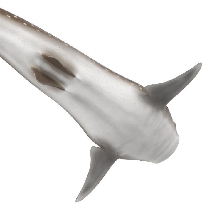 3D Whale Shark Pose 3 model