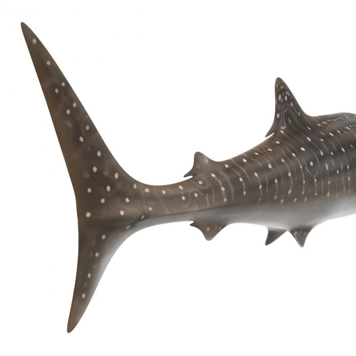 3D Whale Shark Pose 3 model