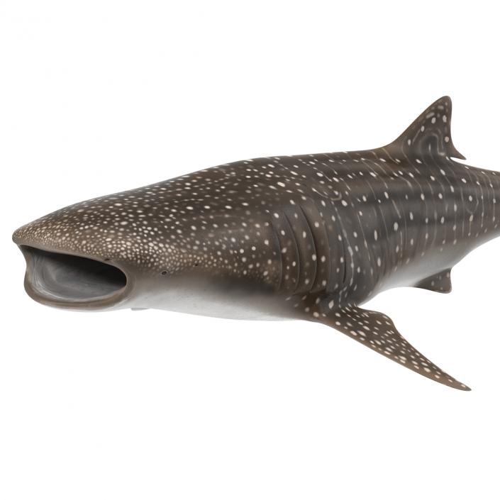 3D Whale Shark Pose 3 model