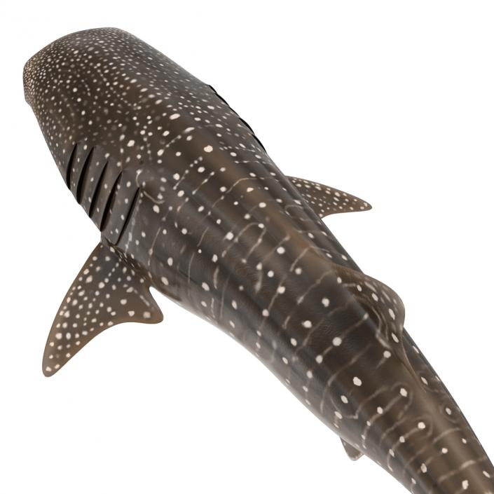 3D Whale Shark Pose 3 model