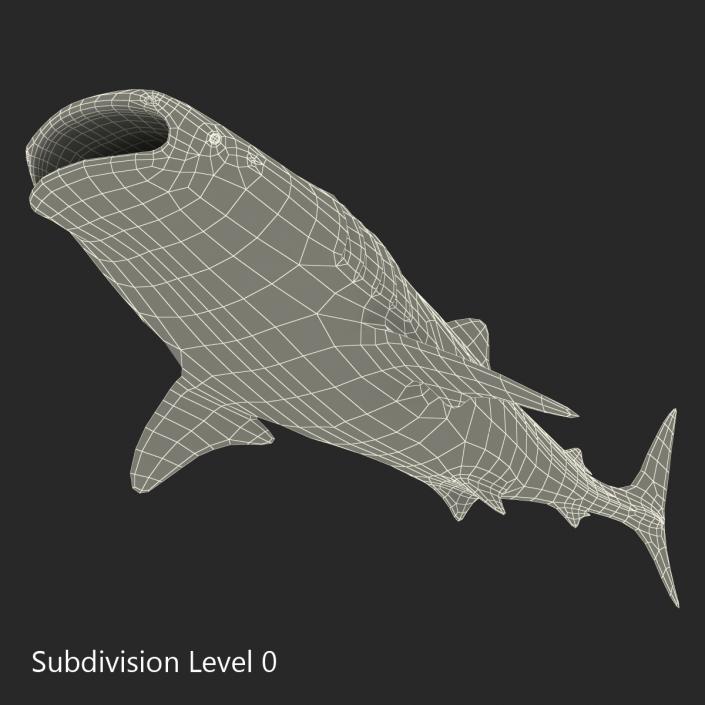 3D Whale Shark Pose 3 model