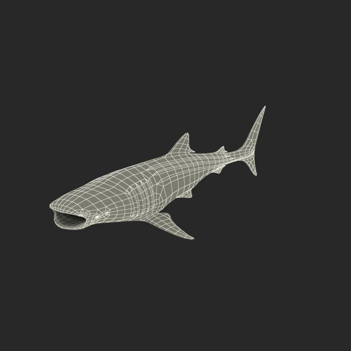 3D Whale Shark Pose 3 model