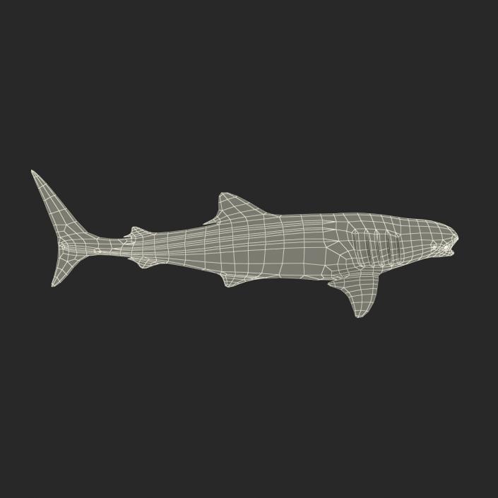 3D Whale Shark Pose 3 model