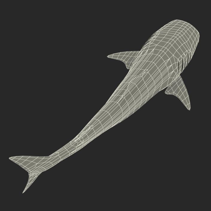 3D Whale Shark Pose 3 model