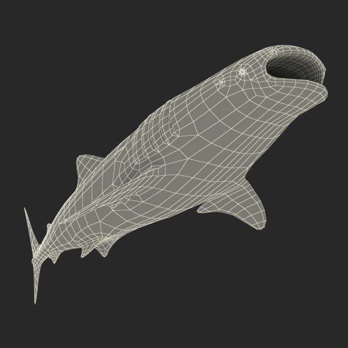 3D Whale Shark Pose 3 model