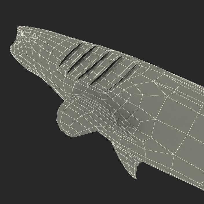 3D Whale Shark Pose 3 model