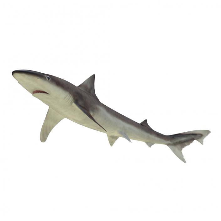 School Shark Rigged 3D model