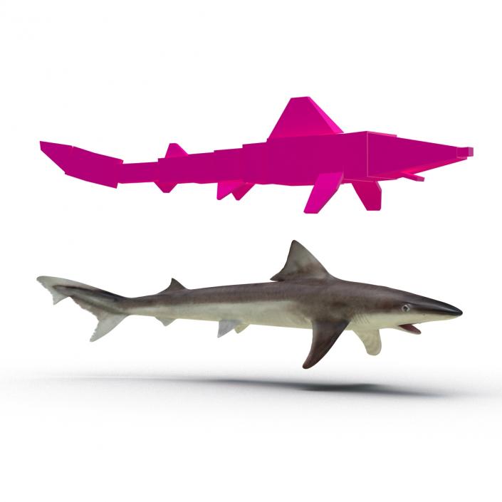 School Shark Rigged 3D model