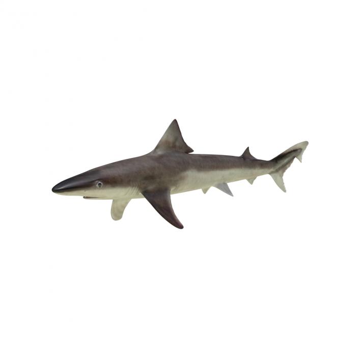 School Shark Rigged 3D model