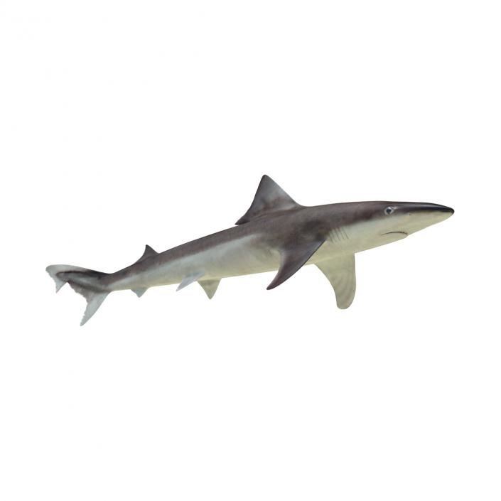 School Shark Rigged 3D model