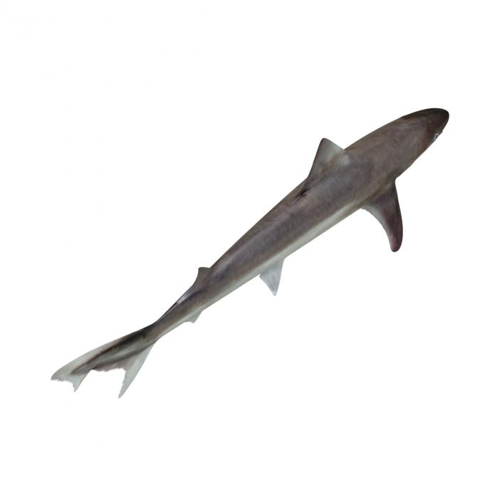 School Shark Rigged 3D model