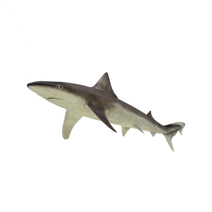 School Shark Rigged 3D model