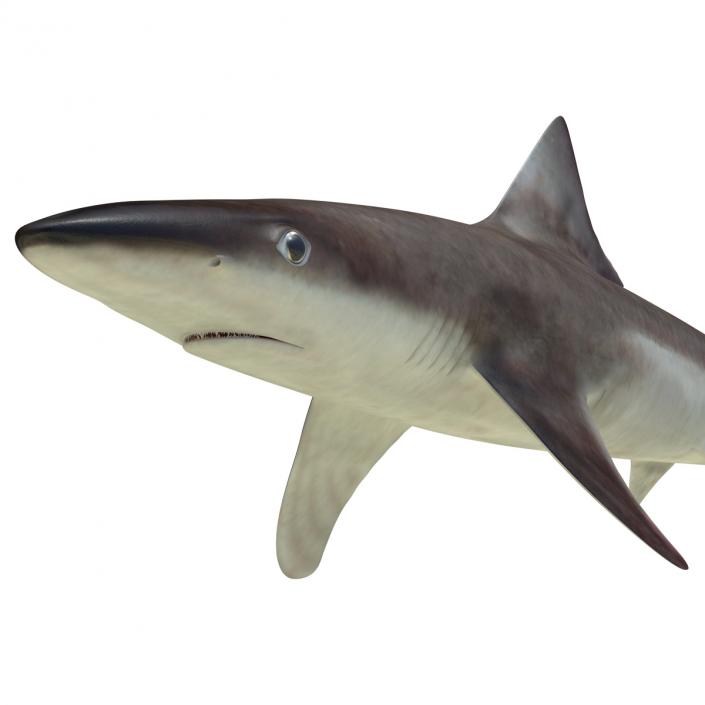 School Shark Rigged 3D model