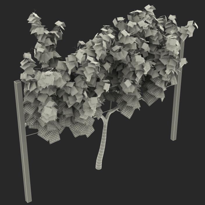 3D model Vineyard