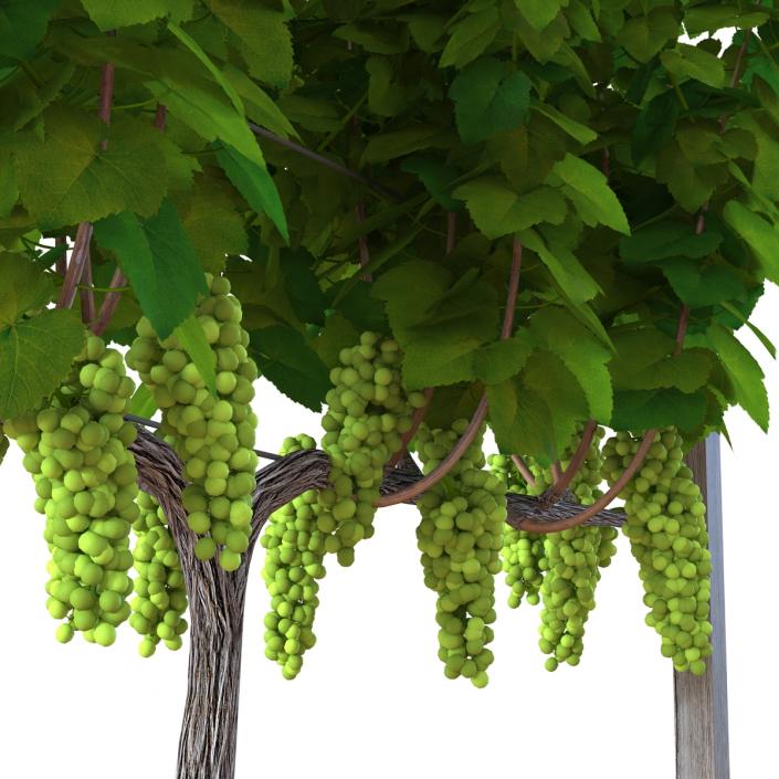 3D Vineyard with Green Grapes