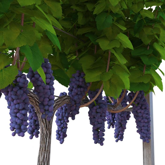 Vineyard with Red Grapes 3D model