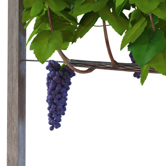 Vineyard with Red Grapes 3D model